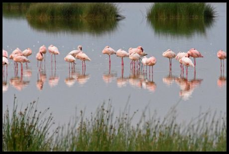 Flamingos